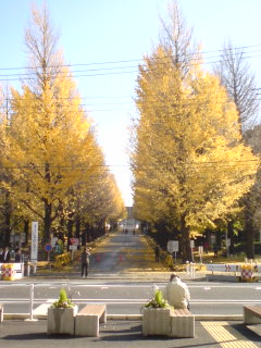 銀杏並木_0001.jpg
